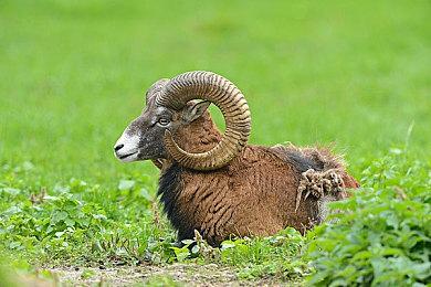 《龙腾世纪4》官方定名确定：《龙腾世纪4：恐狼》